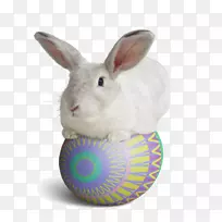 国内兔子复活节兔欧洲兔桌面壁纸-兔子