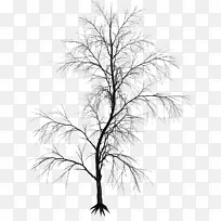 黑白细枝美学意象画-非洲树