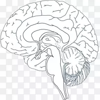 人脑剪贴画圣诞图-大脑