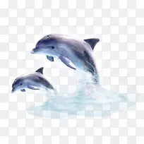 普通宽吻海豚图库溪短喙海豚河海豚
