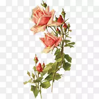 花园玫瑰剪贴画脱钩玫瑰