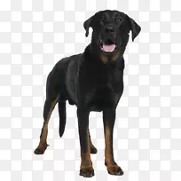 波克隆犬繁殖黑色和褐色的coonhkerottweiler波兰猎犬