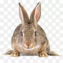 天使兔png图片剪贴画兔子图像-兔子