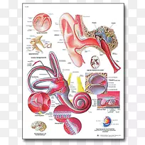 中耳疾病3b科学人体解剖学.人耳图