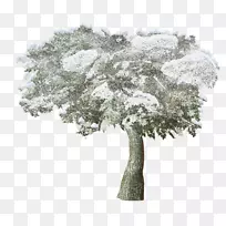 剪贴画png图片冬季雪土坯Photoshop-雪树