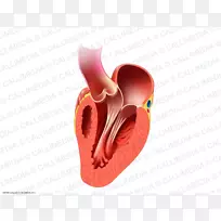 心脏瓣膜人体解剖与生理学2循环系统-心脏