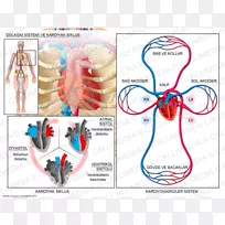 循环系统，心脏周期，心脏病学，心脏生物系统-心脏