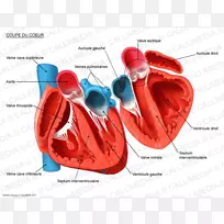 心脏人体解剖循环系统横断面-心脏