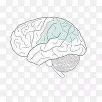 人脑图绘制人体脑