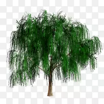 灌木枝桉树