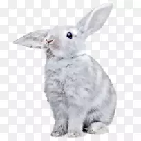 png图片兔图像剪辑艺术透明度-兔子