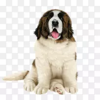 比利牛斯獒街伯纳德犬培育莫斯科警犬兰德斯犬纽芬兰犬