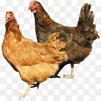 炸鸡png图片烤鸡透明度-鸡肉