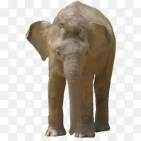 亚洲象非洲灌木象png图片大象图像