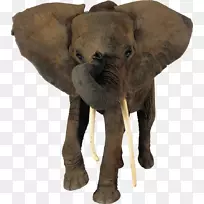非洲丛林大象png图片剪辑艺术非洲森林大象-大象