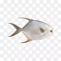 金鱼科海产品-鱼