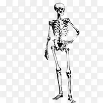 人体骨骼图像剪贴画-骨骼