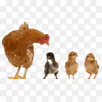 鸡类摄影-免费鸡蛋图片-鸡