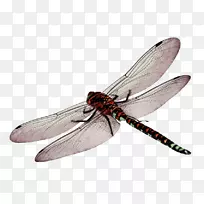png图片蜻蜓翅膀透明剪辑艺术蜻蜓