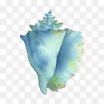 海螺水彩画海螺意象海螺