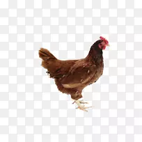 鸡作为食物给家禽png图片.鸡