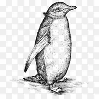 素描插图图形线艺术企鹅