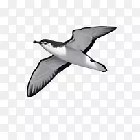 欧洲鲱鱼海鸥奥杜邦剪水海鸥-鸟