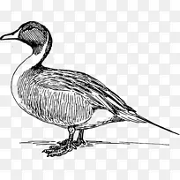 鸭鹅夹艺术海鸟羽毛鸭