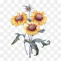 植物学插图植物学常见向日葵植物印花-花