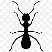 蚂蚁杀虫剂害虫防治