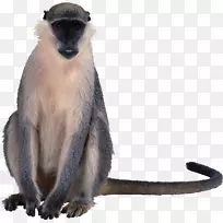 猕猴灵长类动物旧世界猴子夹艺术猴子