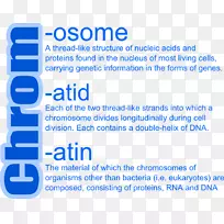 染色体染色质染色单体-染色体