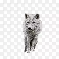 阿拉斯加苔原狼北极狼形象狗