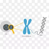 dna染色体遗传学核苷酸细胞染色体