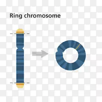 环状染色体14号综合征染色体异常遗传学染色体