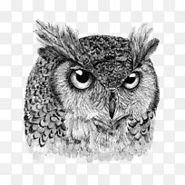 OWL/m/02csf画喙野生动物-猫头鹰