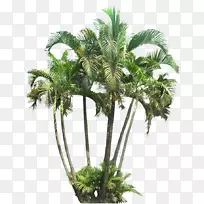 棕榈树、室内植物、亚热带植物.植物