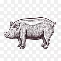 家猪猪肉图例-猪