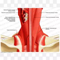 颈、头、颈后三角解剖人体肌肉-竖脊肌