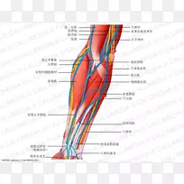 前臂血管前室神经肌臂