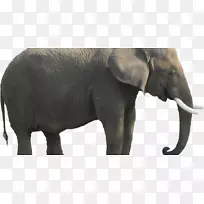 非洲灌木象剪贴画png图片图像.大象