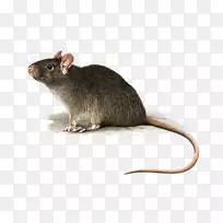 老鼠图片桌面壁纸-老鼠