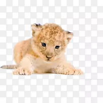 白狮，老虎，桌面壁纸，猫-狮子