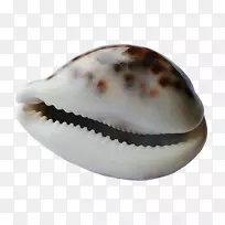 甲壳动物贝壳海滩-贝壳