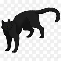 黑猫孟买猫须夜语战士