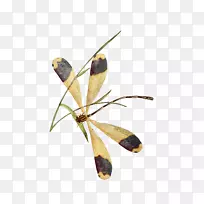昆虫蝴蝶蜻蜓图像动画-昆虫