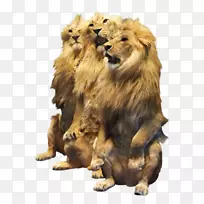 狮子猫科虎夹艺术-狮子