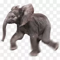 印度象非洲象png图片大象图像大象