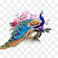 孔雀剪贴画桌面壁纸图像png图片.羽毛