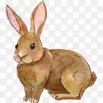 剪贴画png图片欧洲兔子图像-兔子